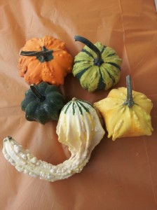 small gourds and pumpkins