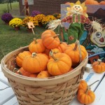 Little Pumpkins in a basket