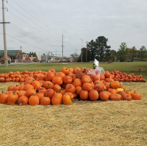 several mounds of orange pumpkins