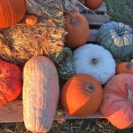 Straw bale and variety of different color pumpkins