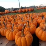 Several pumpkins on a pallet