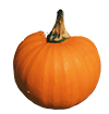 orange pumpkin